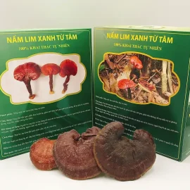 Nấm Lim Xanh