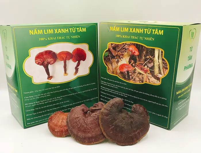 Nấm Lim Xanh