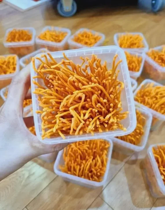 Đông Trùng Hạ Thảo tươi - Hình ảnh 3
