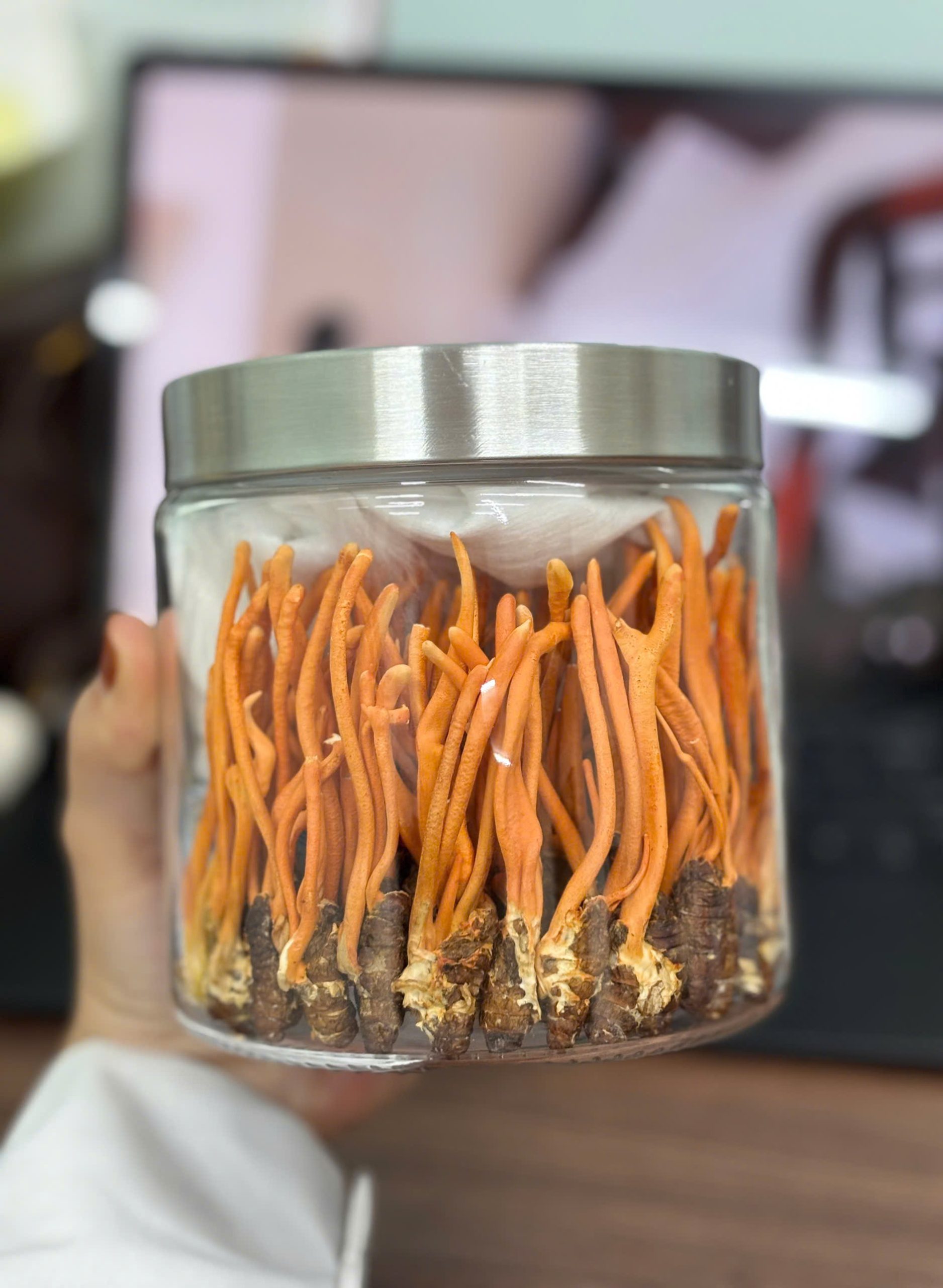 Đông Trùng Hạ Thảo ký chủ nhộng tằm - Hình ảnh 5