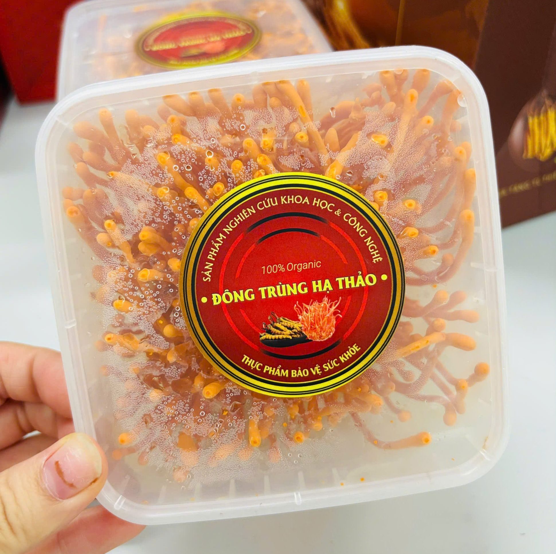 Đông Trùng Hạ Thảo tươi - Hình ảnh 4